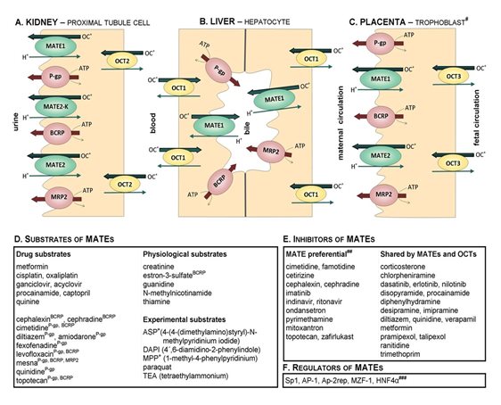 Schematic depiction of MATE expression and activity in the kidney (A), liver (B) and placenta (C).