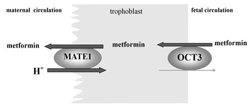 Schematic depiction of metformin transport across the rat placenta by coordinated activity of OCT3 and MATE1. The uptake (OCT3) and efflux (MATE1) transporters localization and direction in the rat placenta are shown.