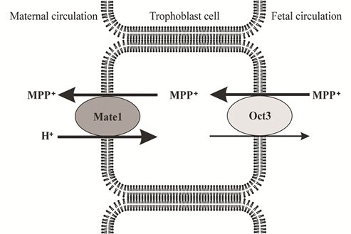 Oct3 takes up organic cations from the fetal circulation into the trophoblast and Mate1 effluxes it to the maternal circulation.