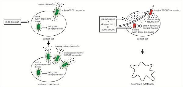 Olomoucine II and purvalanol A inhibit ABCG2 transporter in vitro and in situ and synergistically potentiate cytostatic effect of mitoxantrone