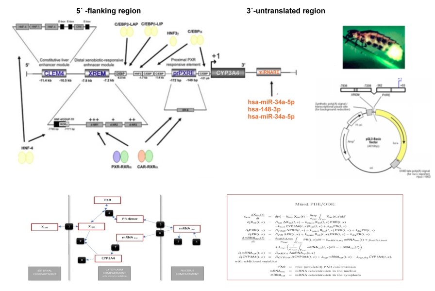 Aspect of biotransformation enzymes gene regulation-implication for pharmacotherapy and prediction drug-drug-interactions