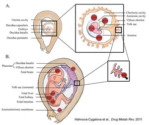 Schematic depiction of sagittal sections of the gravid uterus in weeks 4 (A) and 22 (B) of gestation showing expression sites of breast cancer resistance protein (ABCG2/BCRP) within the placenta, fetal membranes, and developing fetus. BCRP-placenta.jpg