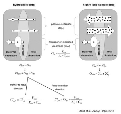 placenta-transport-pharmacokinetic-model2.jpg