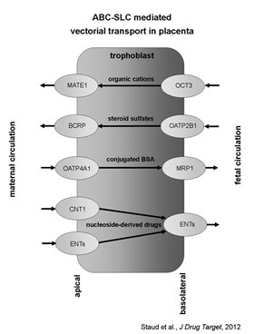 placenta-vectorial-transport.jpg