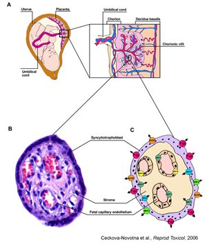 Schematic structure of the human placenta. (A) Cross section of the uterus at the term of pregnancy showing fetus connected with the placenta via the P-glycoprotein-placenta.jpg
