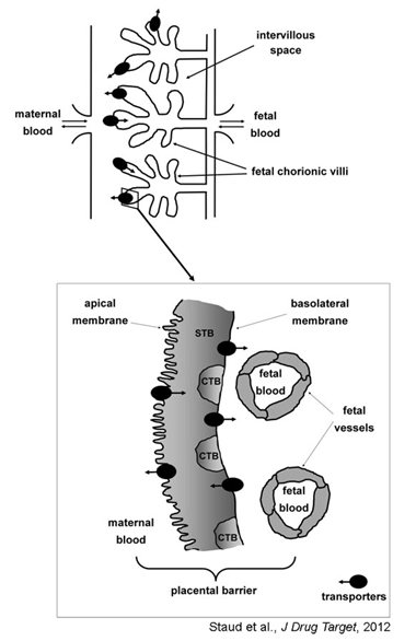placenta-barrier-scheme.jpg