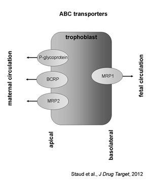 ABC-transporters-placenta.jpg