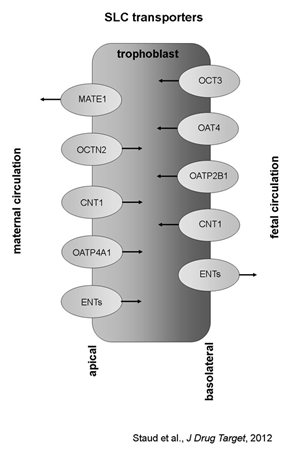 SLC-transporters-placenta.jpg