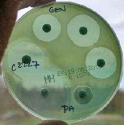 Fig. 2 Disc diffusion method