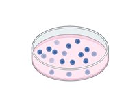 cells.jpg