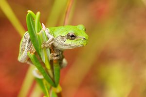 PTX_4010_Drosera_graomogolensis_v0.jpg